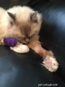 Meet Miss Finley: The Charming Ragdoll of the Week