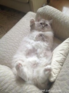 Meet Miss Finley: The Charming Ragdoll of the Week