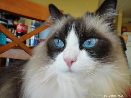 Chief: Spotlight on Our Ragdoll of the Week