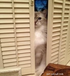 Meet Miss Finley: The Charming Ragdoll of the Week