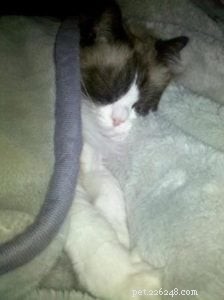 Chief: Spotlight on Our Ragdoll of the Week