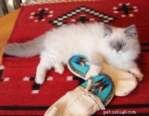 Meet Kelchi: Ragdoll Kitten of the Month – A Sweet, Native American‑Named New Family Member