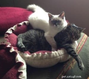 Meet Kelchi: Ragdoll Kitten of the Month – A Sweet, Native American‑Named New Family Member