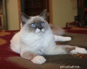 Meet Kelchi: Ragdoll Kitten of the Month – A Sweet, Native American‑Named New Family Member