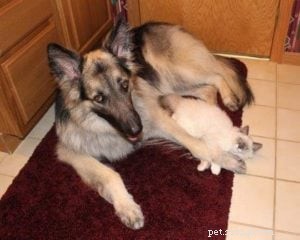 Meet Kelchi: Ragdoll Kitten of the Month – A Sweet, Native American‑Named New Family Member
