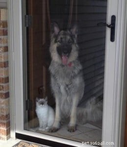 Meet Kelchi: Ragdoll Kitten of the Month – A Sweet, Native American‑Named New Family Member