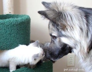 Meet Kelchi: Ragdoll Kitten of the Month – A Sweet, Native American‑Named New Family Member