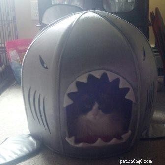 Chief: Spotlight on Our Ragdoll of the Week