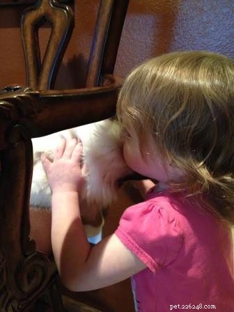 Ragdoll Cats and Children: A Proven, Joyful Combination