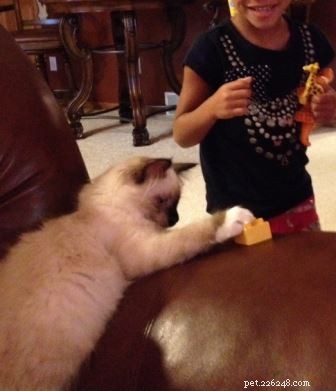 Ragdoll Cats and Children: A Proven, Joyful Combination