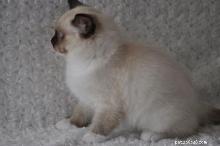 WillowTreeRags Sylbr8 of Magnadolz – Featured Ragdoll Kitten of the Month