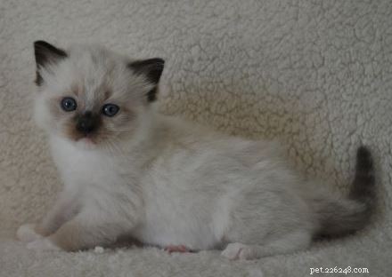 WillowTreeRags Sylbr8 of Magnadolz – Featured Ragdoll Kitten of the Month