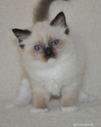 WillowTreeRags Sylbr8 of Magnadolz – Featured Ragdoll Kitten of the Month