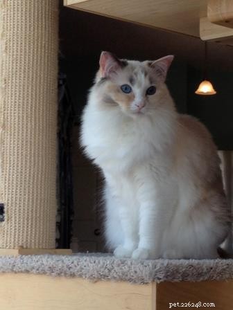 Meet Gracie, Josie & Annie: Our Adorable Ragdoll Cats of the Week