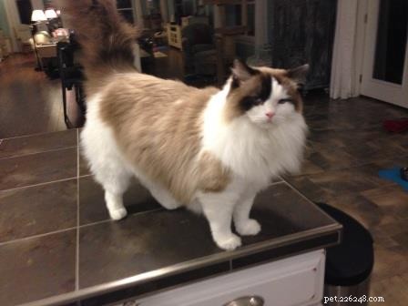 Meet Gracie, Josie & Annie: Our Adorable Ragdoll Cats of the Week
