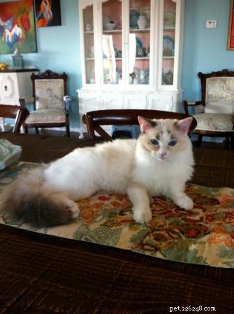 Meet Gracie, Josie & Annie: Our Adorable Ragdoll Cats of the Week