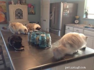 Meet Gracie, Josie & Annie: Our Adorable Ragdoll Cats of the Week