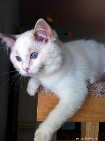 Meet Gracie, Josie & Annie: Our Adorable Ragdoll Cats of the Week