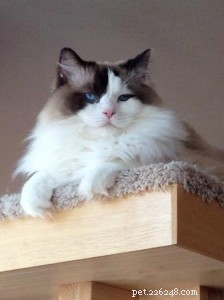 Meet Gracie, Josie & Annie: Our Adorable Ragdoll Cats of the Week
