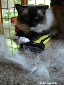 Do Ragdoll Cats Shed? What You Need to Know