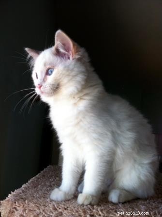 Meet Gracie, Josie & Annie: Our Adorable Ragdoll Cats of the Week