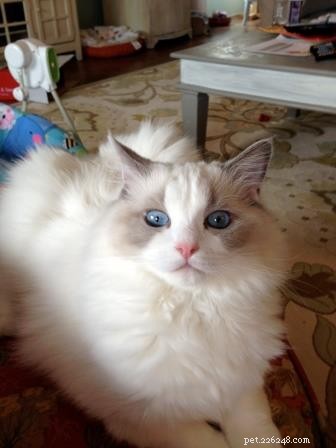 Meet Gracie, Josie & Annie: Our Adorable Ragdoll Cats of the Week