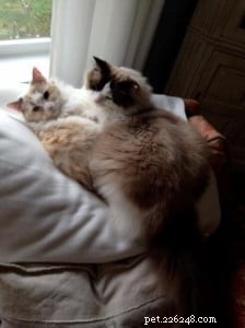 Meet Gracie, Josie & Annie: Our Adorable Ragdoll Cats of the Week