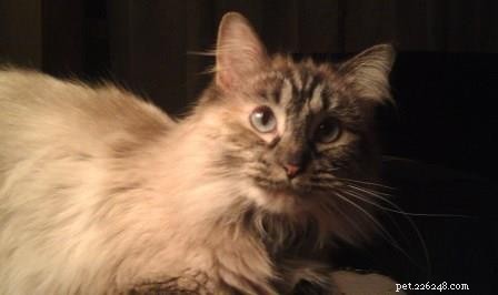 Sky, a Resilient Ragdoll: A Heartwarming Rescue Story