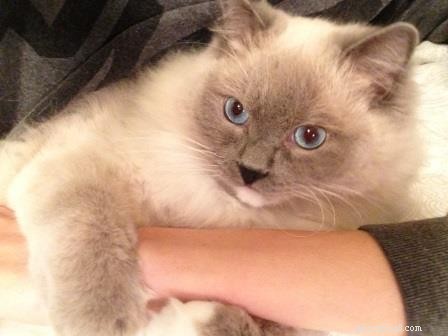 Meet Eli: The Charming Ragdoll Cat of the Week