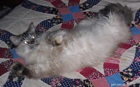 Sky, a Resilient Ragdoll: A Heartwarming Rescue Story