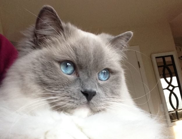 Meet Eli: The Charming Ragdoll Cat of the Week