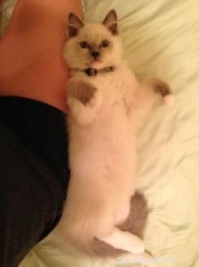 Meet Eli: The Charming Ragdoll Cat of the Week