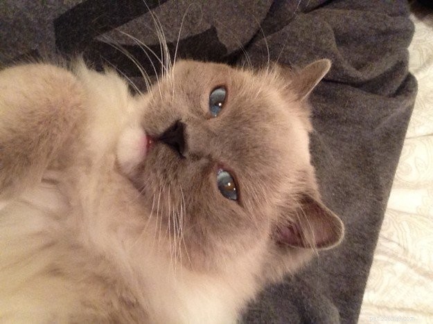 Meet Eli: The Charming Ragdoll Cat of the Week