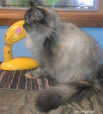 Sky, a Resilient Ragdoll: A Heartwarming Rescue Story