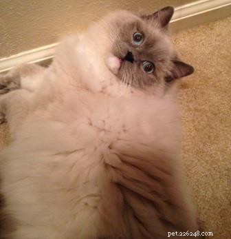 Meet Eli: The Charming Ragdoll Cat of the Week
