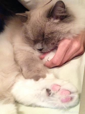 Meet Eli: The Charming Ragdoll Cat of the Week