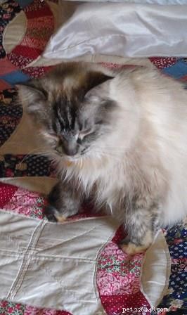 Sky, a Resilient Ragdoll: A Heartwarming Rescue Story