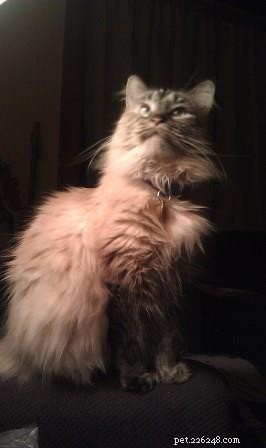 Sky, a Resilient Ragdoll: A Heartwarming Rescue Story
