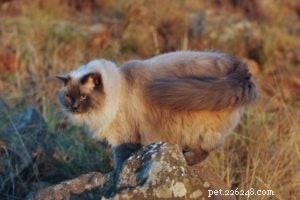 Bubbles the Ragdoll Cat Who Looks Like a Dog