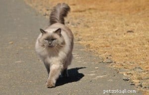 Bubbles the Ragdoll Cat Who Looks Like a Dog
