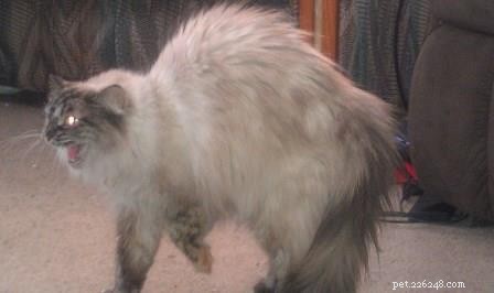 Sky, a Resilient Ragdoll: A Heartwarming Rescue Story