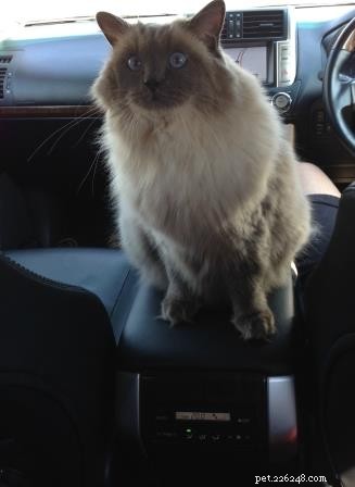 Bubbles the Ragdoll Cat Who Looks Like a Dog