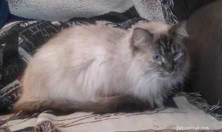 Sky, a Resilient Ragdoll: A Heartwarming Rescue Story