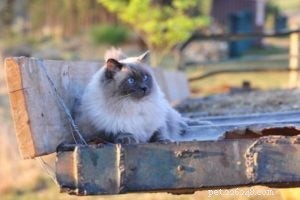 Bubbles the Ragdoll Cat Who Looks Like a Dog