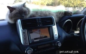 Bubbles the Ragdoll Cat Who Looks Like a Dog