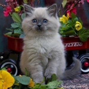 Bubbles the Ragdoll Cat Who Looks Like a Dog