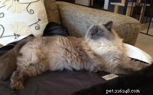 Bubbles the Ragdoll Cat Who Looks Like a Dog
