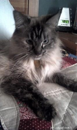 Sky, a Resilient Ragdoll: A Heartwarming Rescue Story