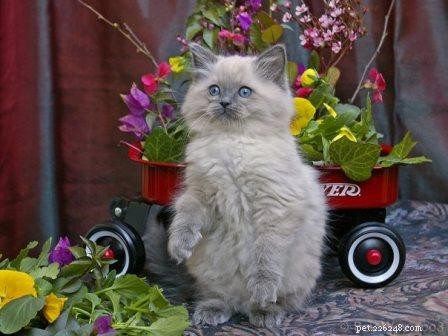 Bubbles the Ragdoll Cat Who Looks Like a Dog
