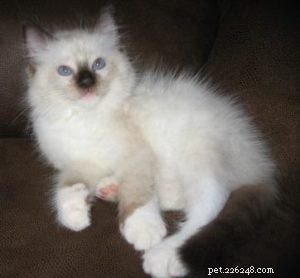 Cash – Meet Our Ragdoll Kitten of the Month